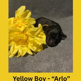 Arlo - Black male German Shepherd puppy in San Antonio, Texas from Pridelands
