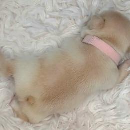 French Bulldog Puppies from Diamond Dreams French Bulldogs