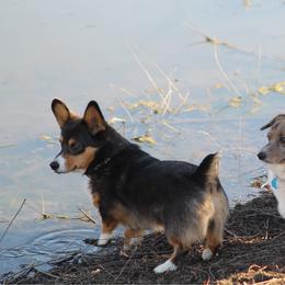 Cardigan Welsh Corgi puppies from Southern Rose Corgis
