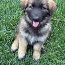 Sleepy (Black) - Fawn sable male Shiloh Shepherd puppy in Vancouver, Washington from North By Northwest Shilohs “NBNW”