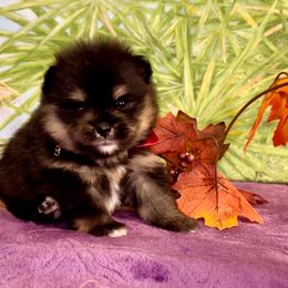 Girl - Black and tan parti female Pomeranian puppy in Green Cove Springs, Florida from Natasha's Ark of Joy