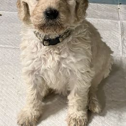 Goldendoodle, Golden Retriever, and Poodle Puppies from Angelic Goldens