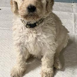 Goldendoodle, Golden Retriever, and Poodle Puppies from Angelic Goldens
