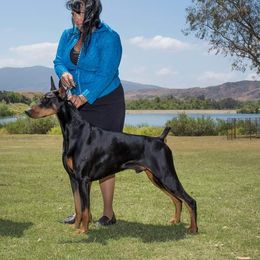 Andy - Doberman Pinscher