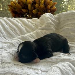 Atlas - Sable male Shih Tzu puppy in Montgomery, Texas from Furbourne Farm