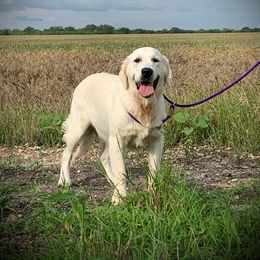 Goldendoodle and Golden Retriever Puppies from SSC Golden Retreivers