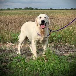 Goldendoodle and Golden Retriever Puppies from SSC Golden Retreivers