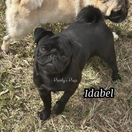 Idabel - Pug