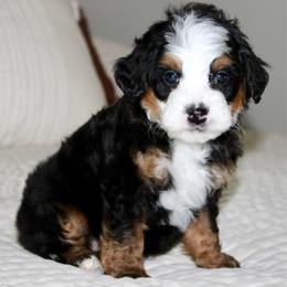 Gunn - Tri-color male Bernedoodle puppy in Apple Creek, Ohio from Cuddle Paws