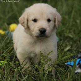 Violet's Yellow Boy - Light golden male Golden Retriever puppy in Idaho Falls, Idaho from Once Upon A Dream Kennels