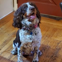Blaze - English Springer Spaniel
