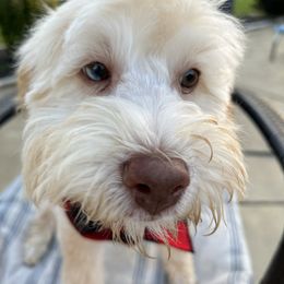 "Biscuit-Male" Bernedoodle Puppies from Emma Grace Doodles