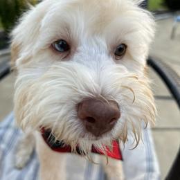 "Biscuit-Male" Bernedoodle Puppies from Emma Grace Doodles