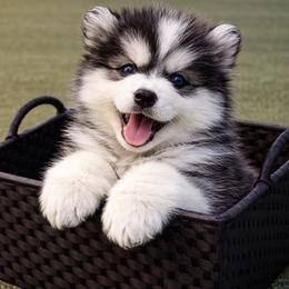 Ethan - Black and white male Pomsky puppy in Amarillo, Texas from Pom Pom Pomskies