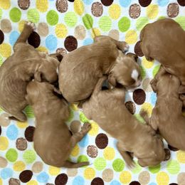 Boy 3 - Red male Cavapoo puppy in Melissa, Texas from Southern Love Cavapoos
