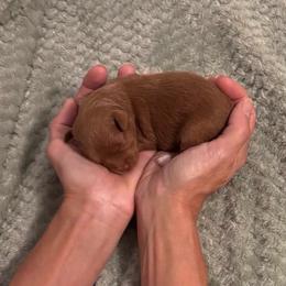 Miniature Schnauzer and Schnoodle Puppies from River and Pine Pups