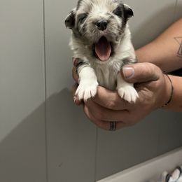 Australian Shepherd Puppies from Juno Homestead Aussies