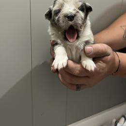 Australian Shepherd Puppies from Juno Homestead Aussies