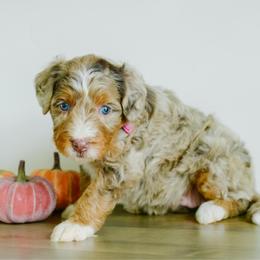 Maple - female Australian Mountain Doodle puppy in Spanish Fork, Utah from K Brand Doodles