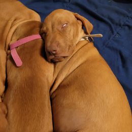 Vizsla Puppies from Ann's Vizslas