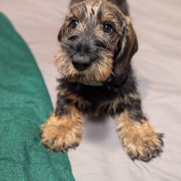 Dachshund Puppies from Riverwood Dachshunds