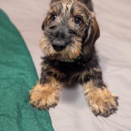 Dachshund Puppies from Riverwood Dachshunds