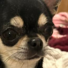 Maybelline - Chihuahua