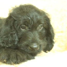 Milo - Black male Labradoodle puppy in Apache Junction, Arizona from Loving Doodle
