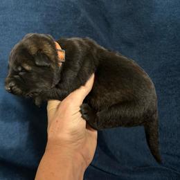 Jackie - Sable female German Shepherd puppy in Milan, Illinois from Stonewick German Shepherds