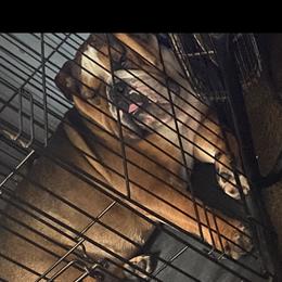 Bulldogs from J’sluvBullz