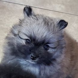 Pomeranians from L'Orlean Kennels