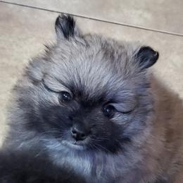 Pomeranians from L'Orlean Kennels