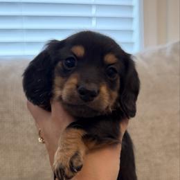 Molly - Black and tan female Dachshund puppy in Lawrenceville, Georgia from Chivi Paws