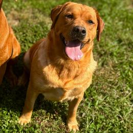 Punkin - Labrador Retriever