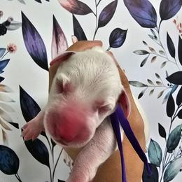 Purple- Viper - White and black female Dalmatian puppy in Gray, Georgia from Fuller Spots