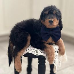 Grumpy Bear- Blue Collar - Phantom male Goldendoodle puppy in Bay City, Texas from Charming Doods Goldendoodles
