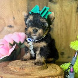 Duke - Black and tan male Yorkshire Terrier puppy in Howe, Oklahoma from Ray Holder