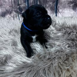 Blue Collar - Black male Cane Corso puppy in Fritch, Texas from Carrie Brown's Cane Corsos