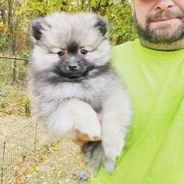 Greg - Pomeranian puppy in Odon, Indiana from Rocky Branch Poms