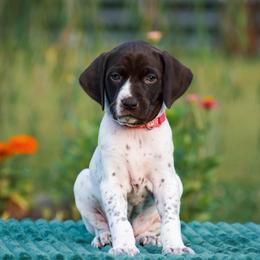 Marina - Liver and white female German Shorthaired Pointer puppy in Chocowinity, North Carolina from Foxtail Hollow