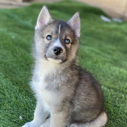 Siberian Huskies from Sandoval Az Husky