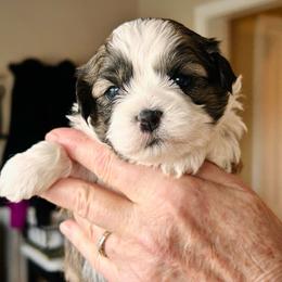 Bruiser - Brown male Shichon puppy in Pennsylvania from Manor Hills Shih Tzus