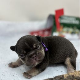 Iris - Tricolors female French Bulldog puppy in Amarillo, Texas from Bomb City Bulldogs