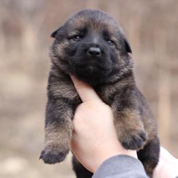 6th choice female - Sable female German Shepherd puppy in Lucasville, Ohio from Trusting Hearts Kennel