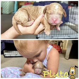 Pluto - Buff and white male Cockapoo puppy in Richmond, Kentucky from Ham’s Cockapoos
