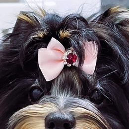 Biewer Terriers from State Of Grace Yorkies