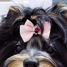 Biewer Terriers from State Of Grace Yorkies