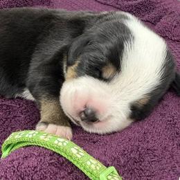 Light Green - Black, white and red male Greater Swiss Mountain Dog puppy in Oregon City, Oregon from Runamuck's Greater Swiss Mountain Dogs