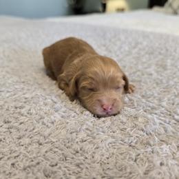 Skye - Red  female Goldendoodle puppy in Floyd, Virginia from Hearts and Paws Poodles and Doodles