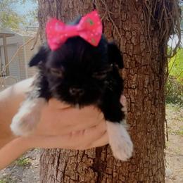 Dahlia - Black and white female Shih Tzu puppy in Arcadia, Florida from Kitsune Cuddles and kisses
